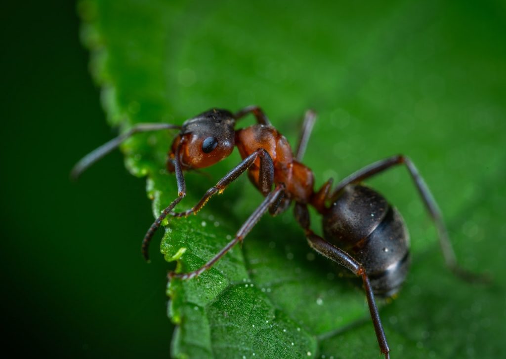 ant pest control services